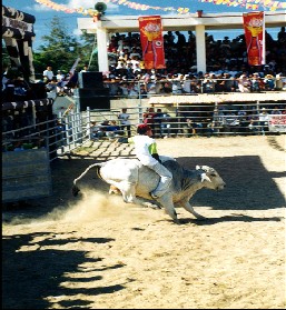 RODEO MASBATEÑO (LOCAL COWBOYS)