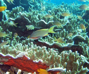 Pescador Island Hopping Private Tour from Mactan Lapu-Lapu Cebu — private banca boat covering Pescador Island snorkeling sardine run marine sanctuary