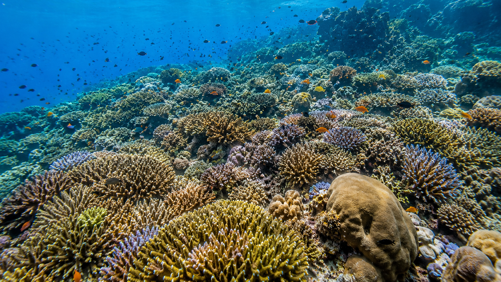 Apo Island coral reef from above snorkeling — dense hard coral garden with colorful tropical fish in clear blue water Philippines marine sanctuary