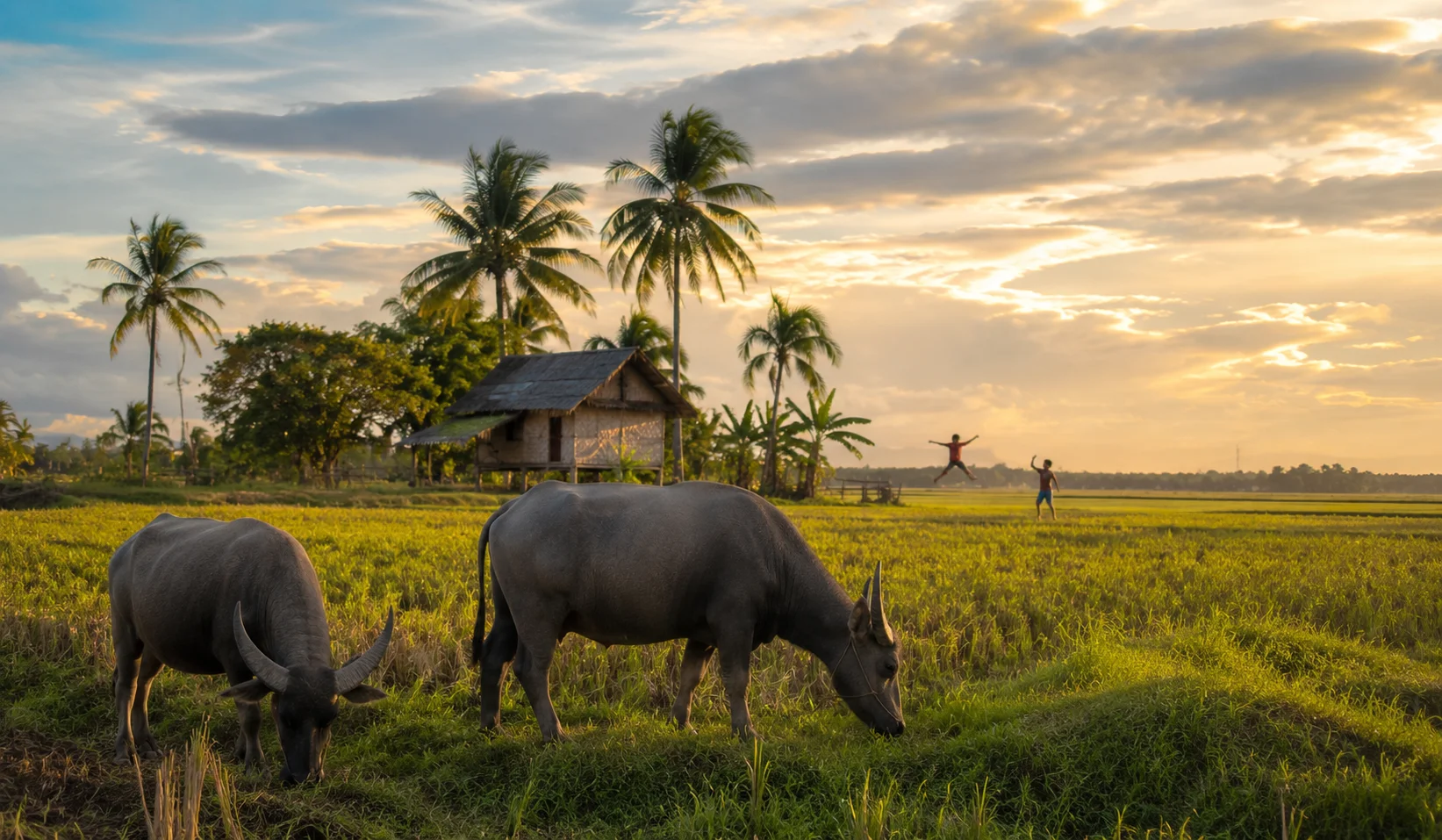 Rural Bulacan Philippines countryside with carabaos grazing — the agricultural setting that inspired the traditional Filipino game Luksong Baka