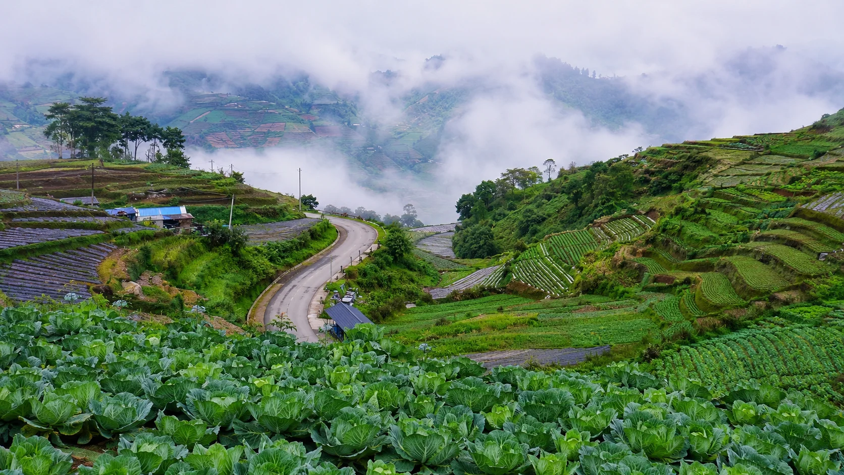 Mantalongon highlands Dalaguete Cebu — the Vegetable Basket of Cebu with terraced vegetable farms growing cabbage, carrots and lettuce on the mountain slopes near Osmena Peak, known as the Summer Capital of Cebu