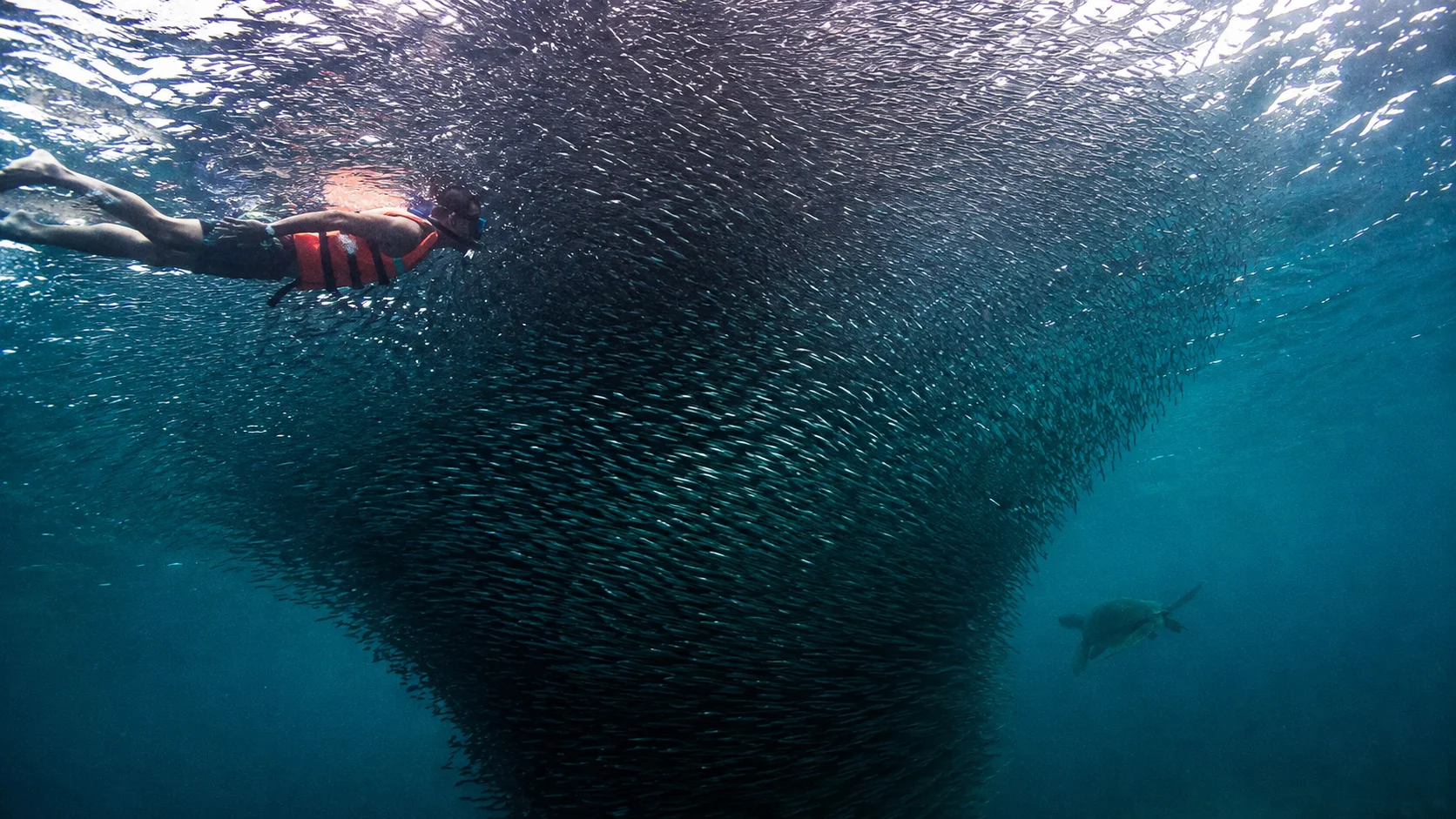 Moalboal sardine run Cebu Philippines — millions of sardines forming a massive swirling bait ball tornado just below the surface at Panagsama Beach with snorkelers visible above
