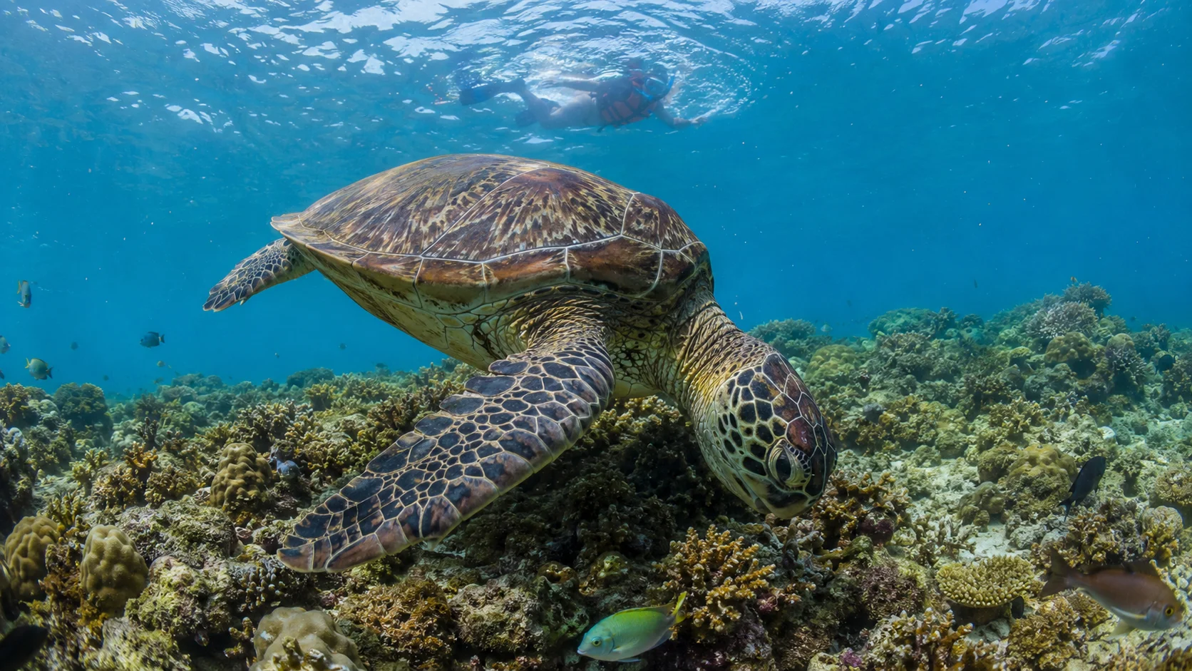 Sea turtle at Tongo Point Moalboal Cebu Philippines — wild green sea turtle grazing on coral reef at Panagsama Beach, accessible by snorkeling for free from the beach