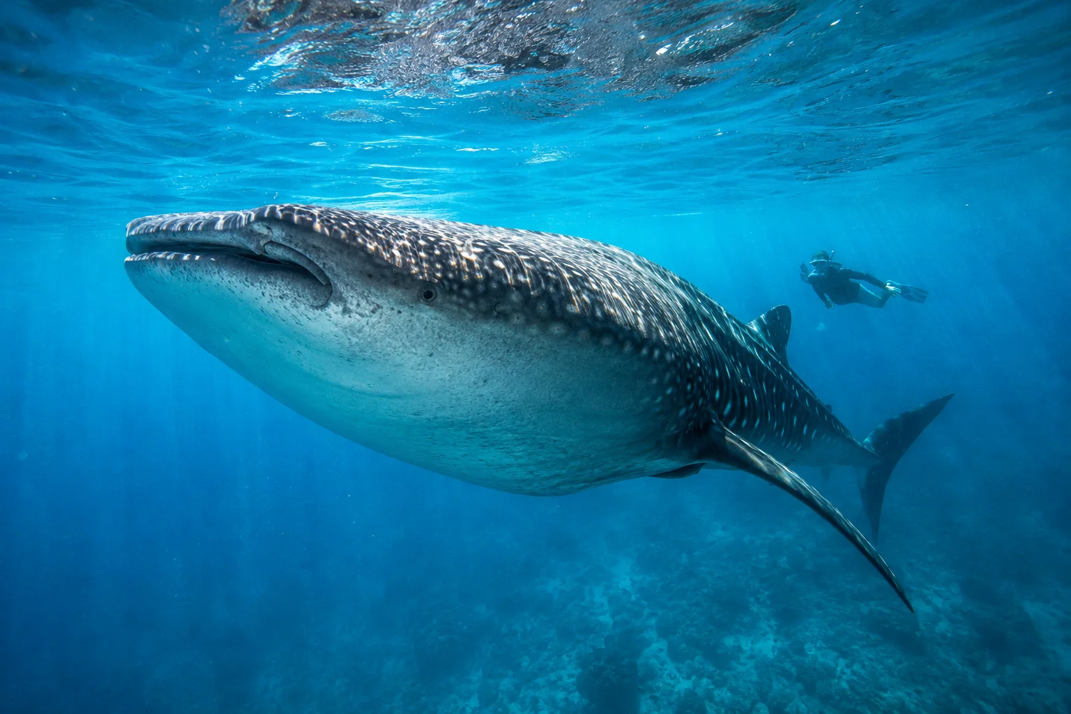 Cebu Philippines Travel Guide 2026: Tourist Spots, Beaches & Tips 11 Oslob whale shark watching Cebu Philippines — snorkeler swimming alongside massive whale shark in turquoise water
