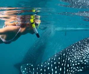 Swim and snorkel with whale sharks in the Philippines — Oslob Cebu whale shark watching experience with life vest snorkelers alongside massive butanding in turquoise water