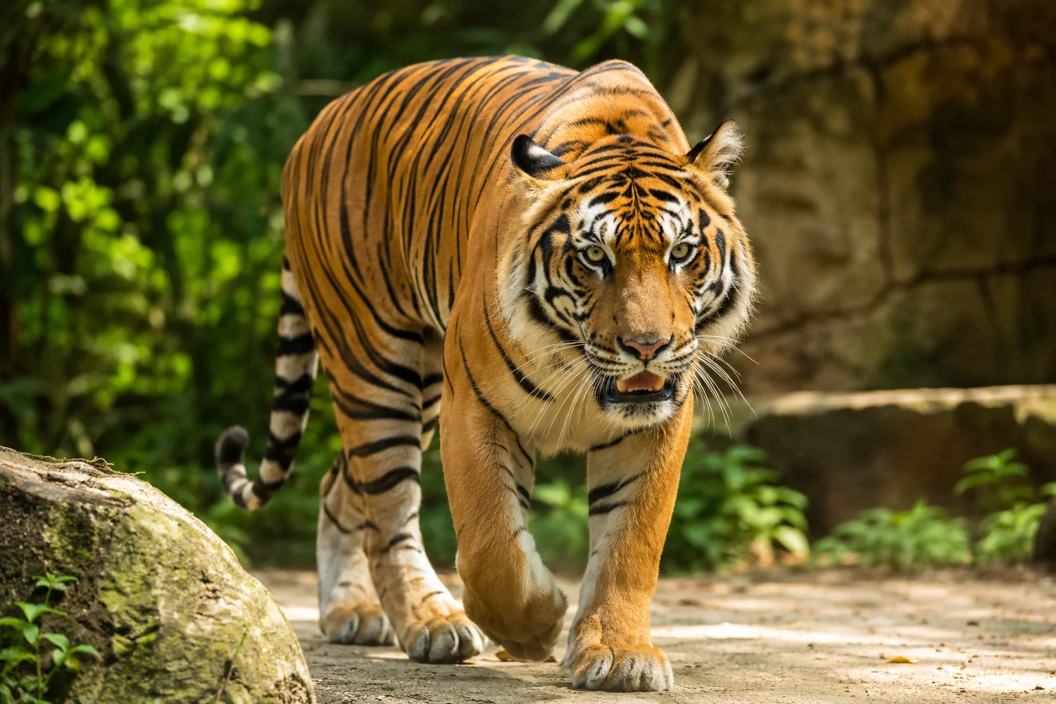Bengal tiger in a large naturalistic enclosure at Cebu Safari and Adventure Park Carmen Cebu Philippines