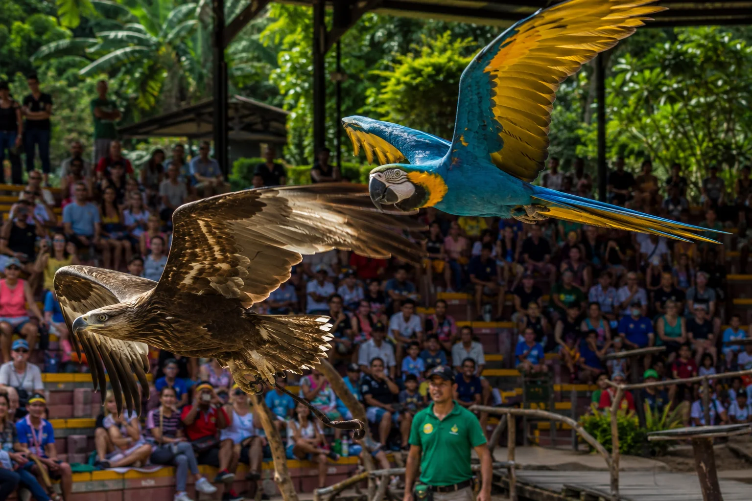 Outdoor amphitheater bird show at Cebu Safari and Adventure Park with macaw and eagle in flight over seated spectators