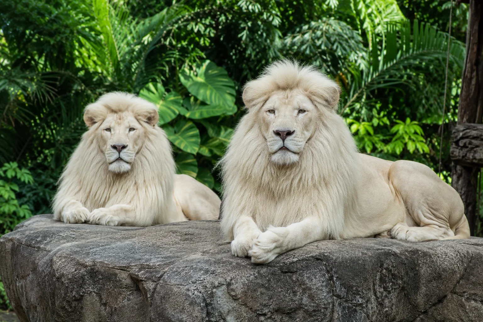 Rare white lions resting on a rocky enclosure at Cebu Safari and Adventure Park Carmen Cebu Philippines