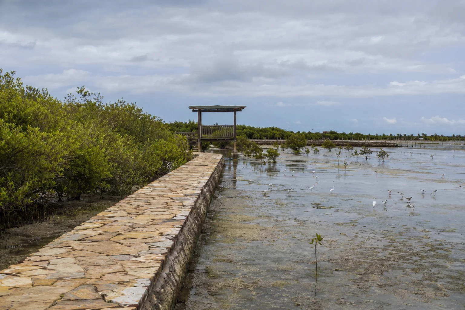 Olango Island Wildlife Sanctuary birdwatching boardwalk
