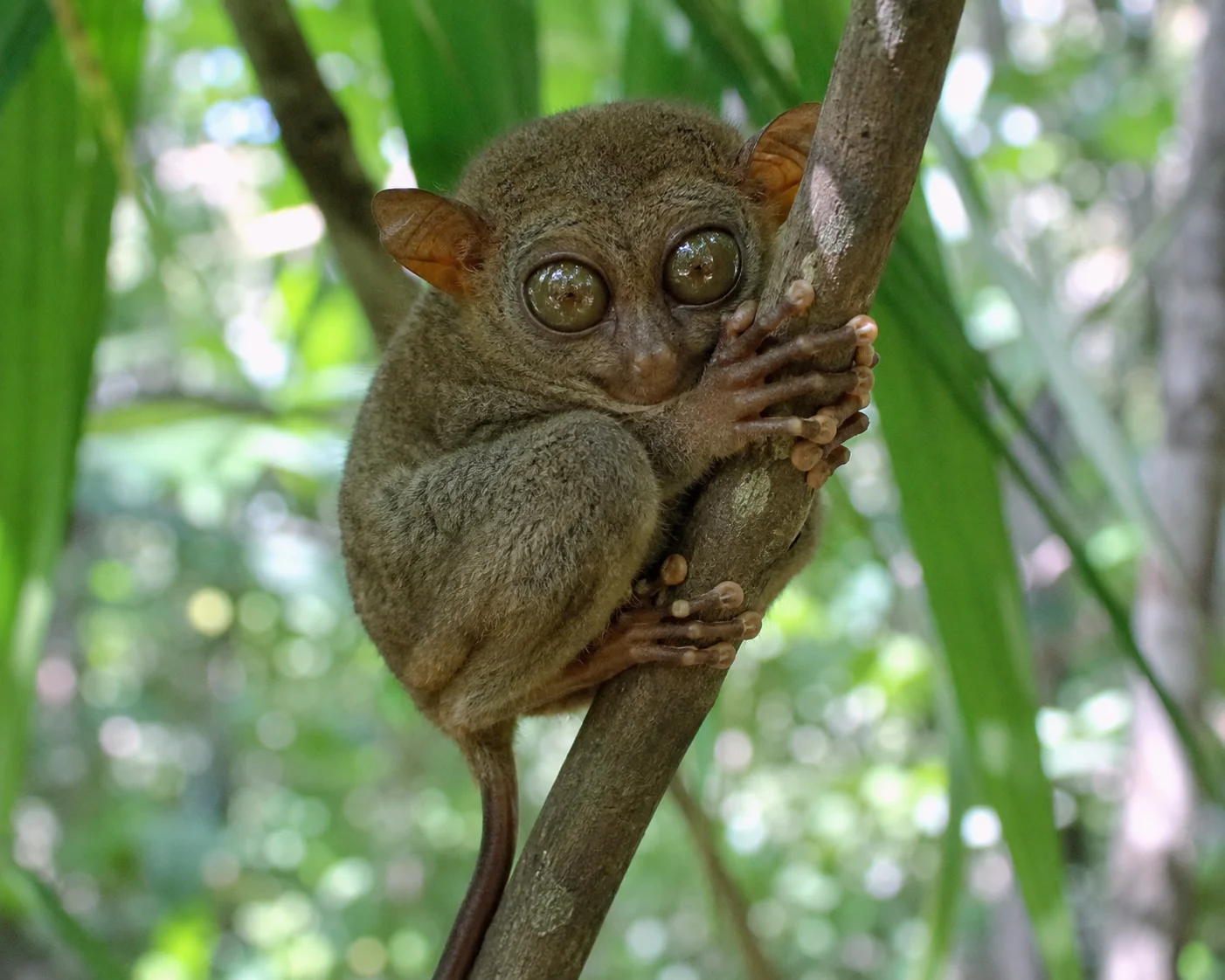 Philippine tarsier at a sanctuary in Bohol