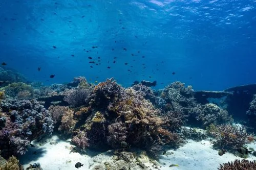 Apo Island marine sanctuary diving