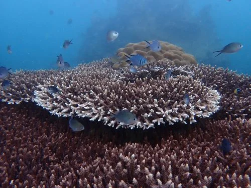 Boracay scuba diving coral