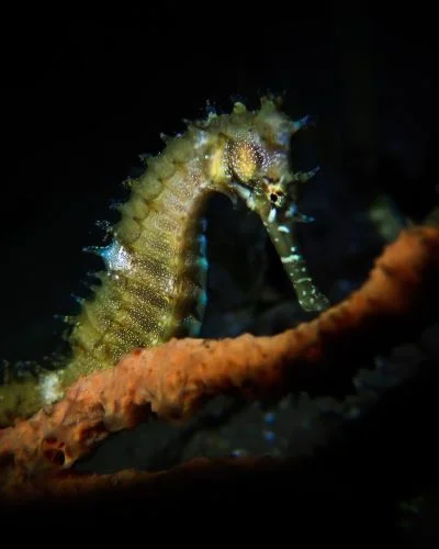 Dauin muck diving, seahorse