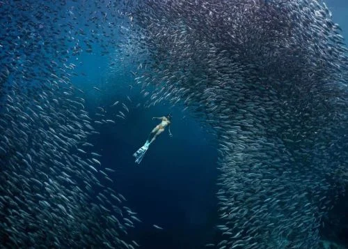 Moalboal sardine run bait ball, Philippines