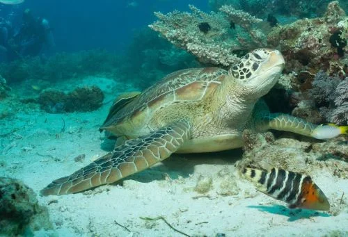 Panglao and Balicasag Island diving