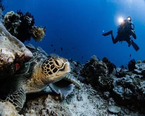 Puerto Galera diving, Mindoro