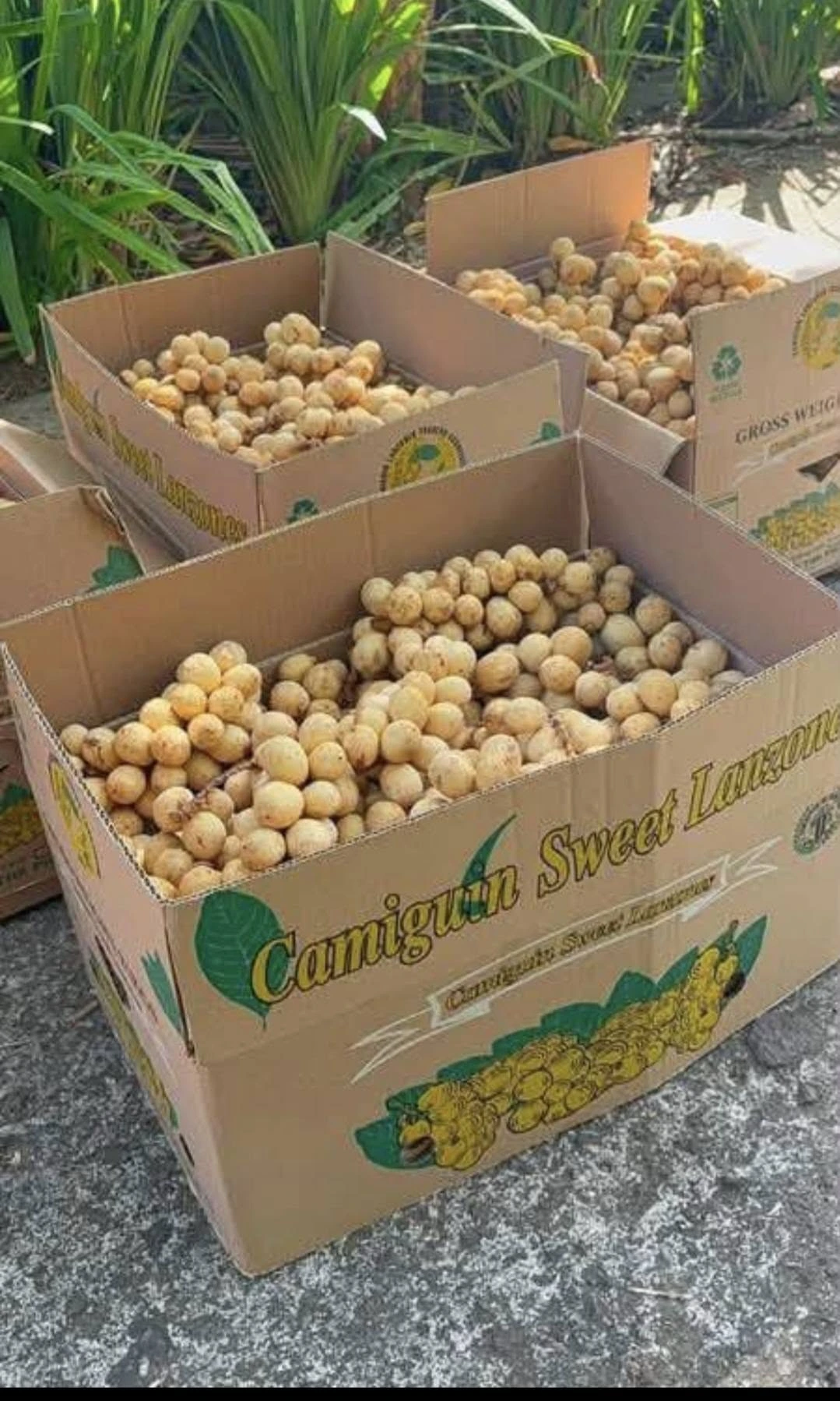 Sweet lanzones fruit from Camiguin
