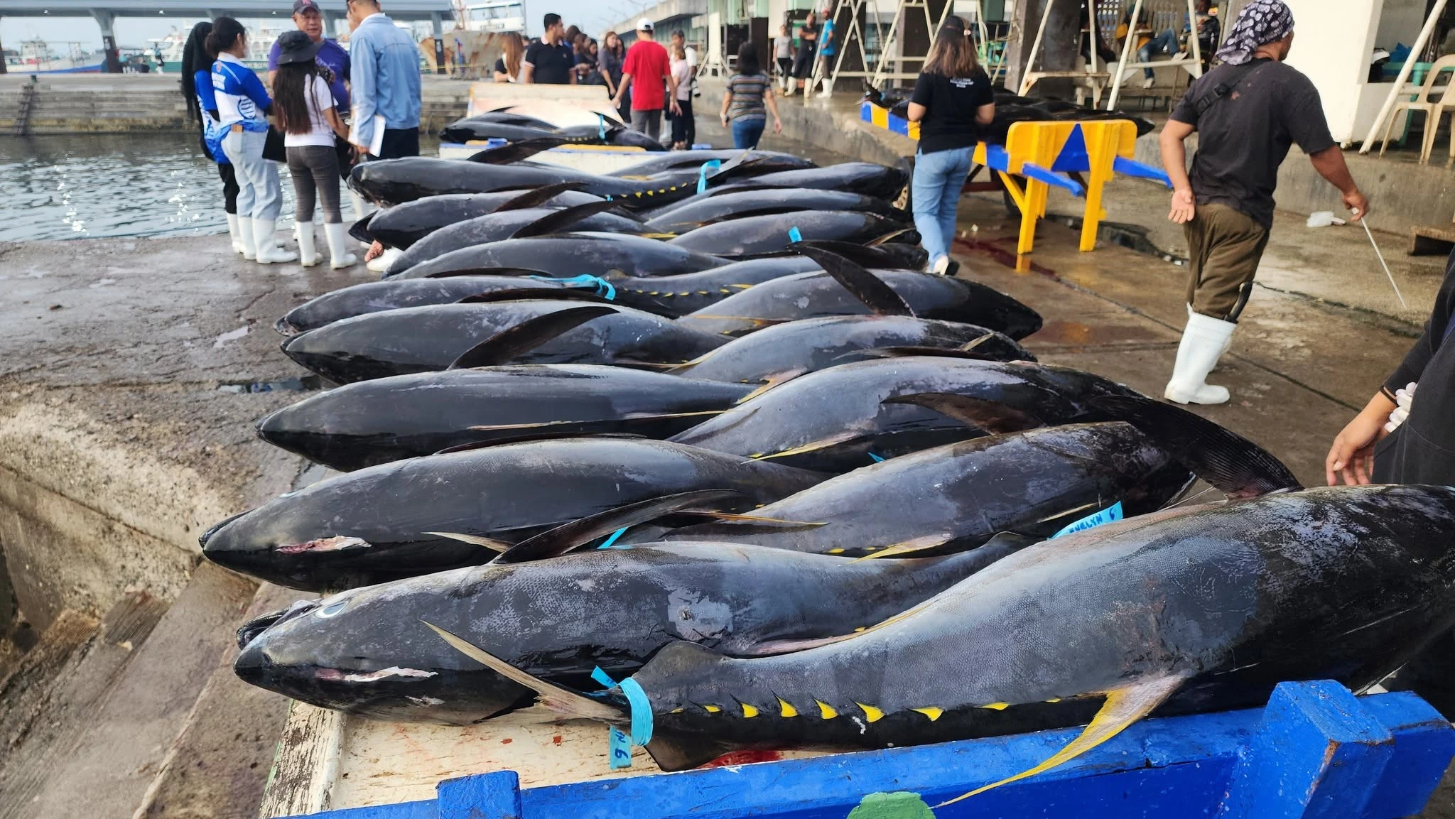 Fresh tuna at the General Santos fish port