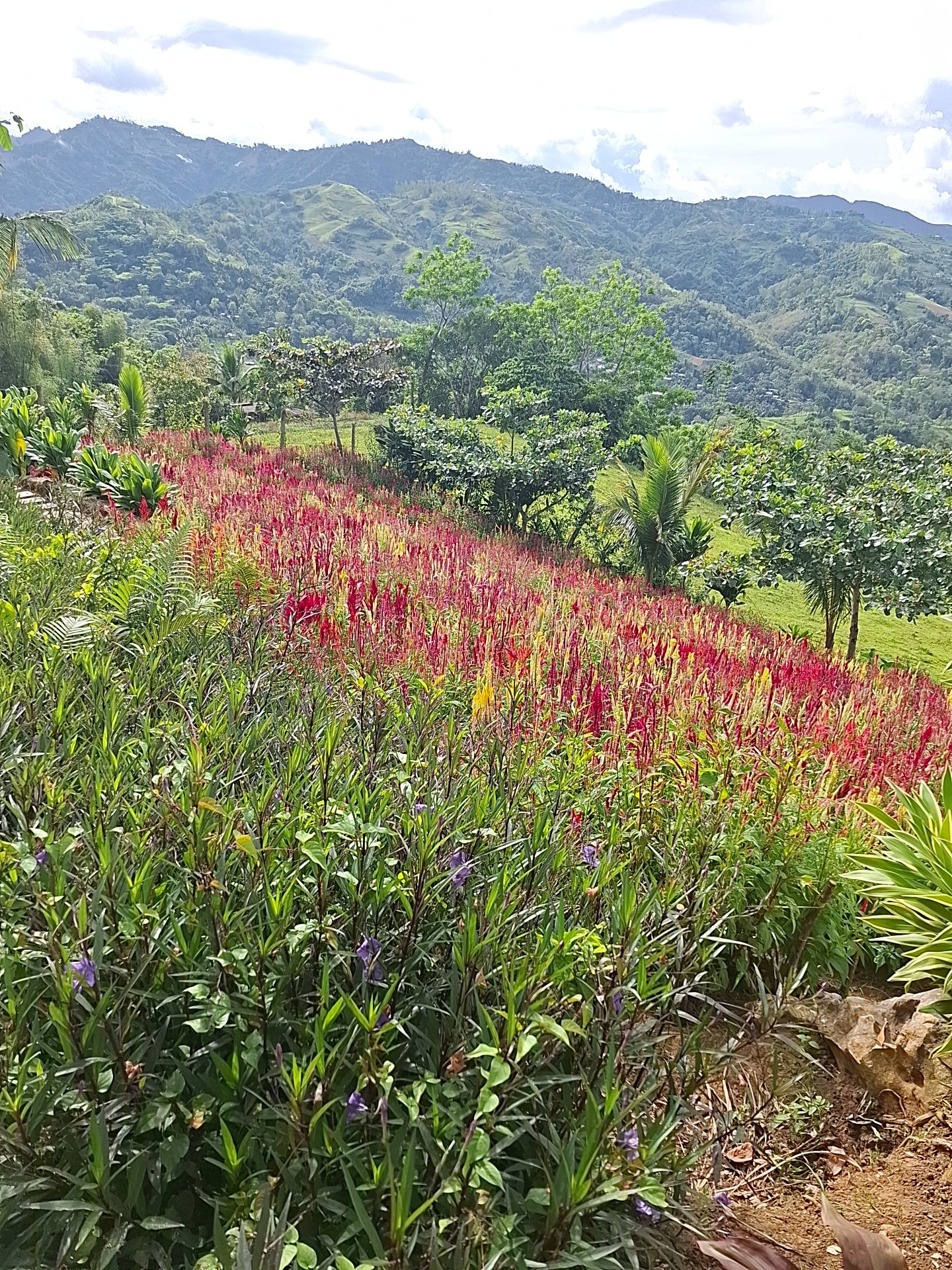 Red and yellow celosia flower fields with mountain views at Sirao Garden, Cebu City