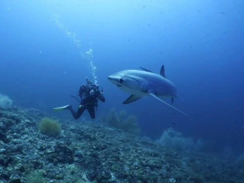 Thresher shark diving in Malapascua
